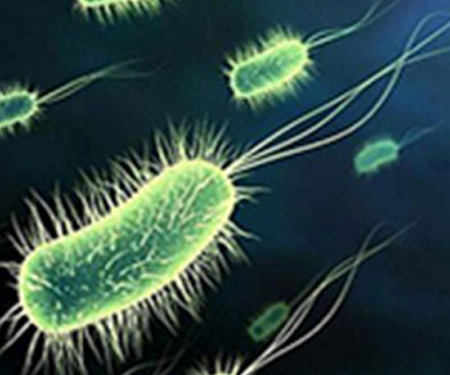 What are Planktonic Bacteria?
